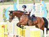 jumper Liano 7 (Oldenburg show jumper, 2013, from Lex Lugar)