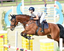 jumper Liano 7 (Oldenburg show jumper, 2013, from Lex Lugar)