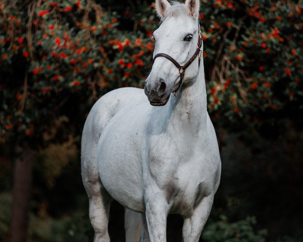 Pferd Lodden's Möwe (Ungarisches Warmblut, 2015)