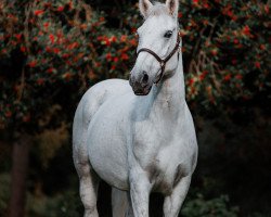 horse Lodden's Möwe (Ungarisches Warmblut, 2015)