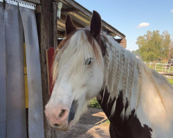 Pferd Chico (Tinker / Irish Cob / Gypsy Vanner, 2002)