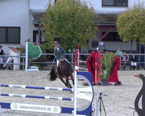 Reitturnier Achern 2023