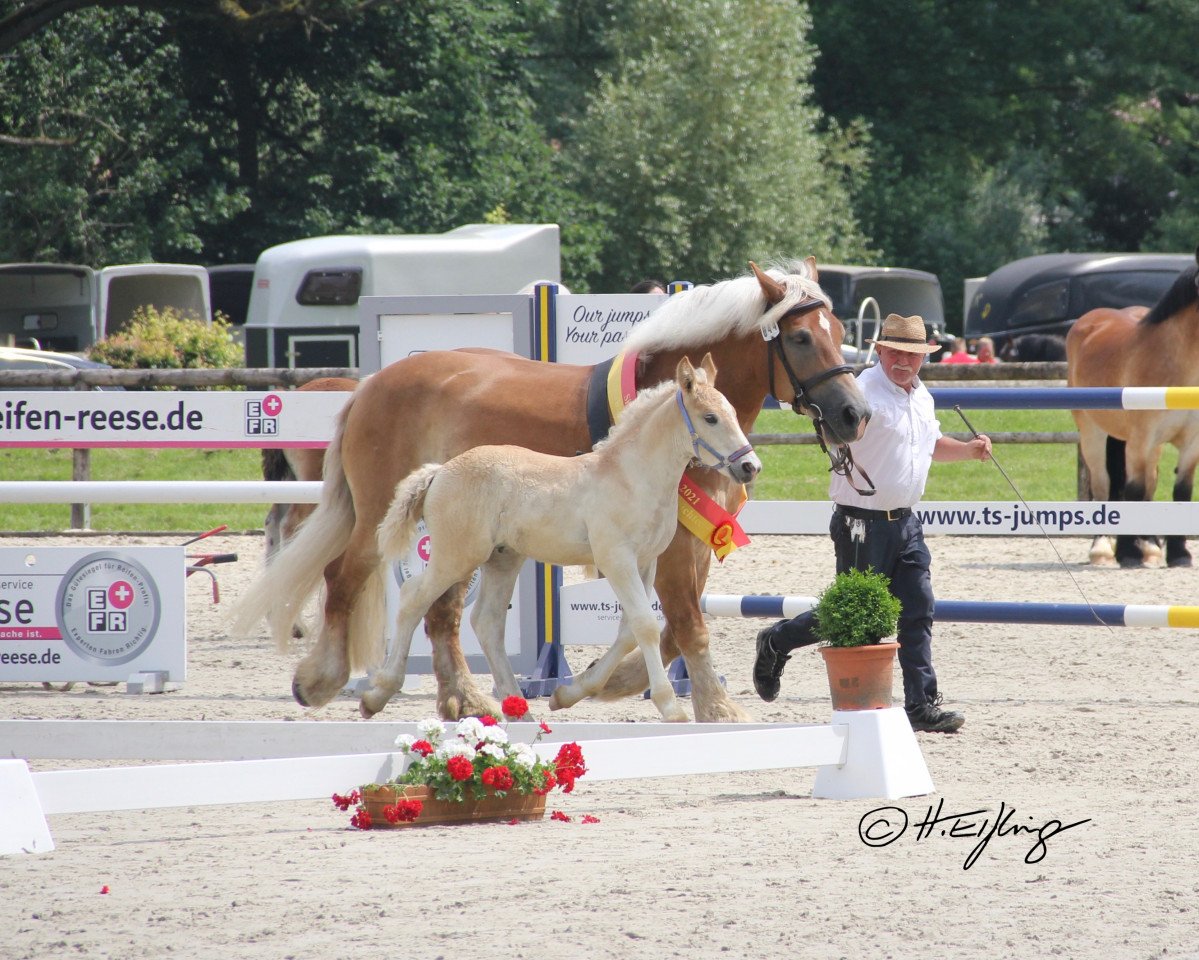 horse Hengst von Hans im Glück / Emilio (Rhenish-German Cold-Blood, 2021, from Hans im Glück)