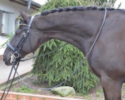 dressage horse Sandro Khan 3 (Hanoverian, 2004, from Sandro Hit)