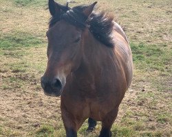 horse Simmerl (South German draft horse, 2002, from Vorderriss)