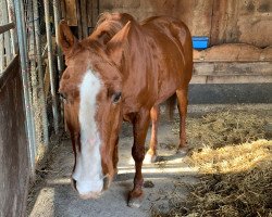 Pferd Buddy (Quarter Horse, 1995)