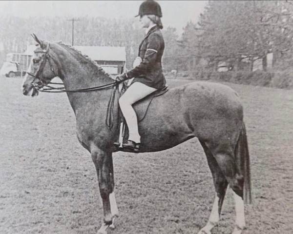 Pferd Seaholm Royal Mint (British Riding Pony, 1974, von Minto)