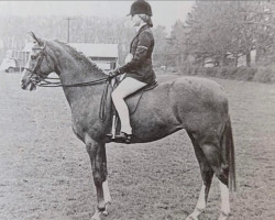 horse Seaholm Royal Mint (British Riding Pony, 1974, from Minto)