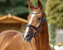 dressage horse Essence (Hanoverian, 2019, from Escamillo)