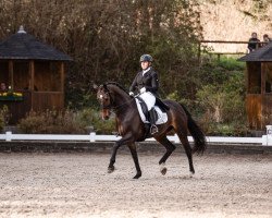 broodmare La Fleur de Lux (KWPN (Royal Dutch Sporthorse), 2011, from Lux Z)