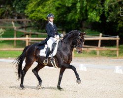 dressage horse Da Vincerico (Hanoverian, 2008, from Don Frederico)