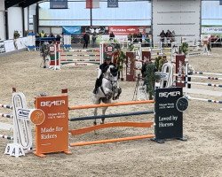 jumper Cascadeur (Oldenburg show jumper, 2014, from Catoo)