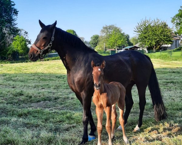 dressage horse Jack Johnson (Westphalian, 2023, from Glock's Johnson Tn)