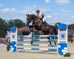 dressage horse Crazy Cooper 5 (German Sport Horse, 2012, from Casskeni II)