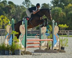 jumper Con Verco (Oldenburg show jumper, 2018, from Conthargos)