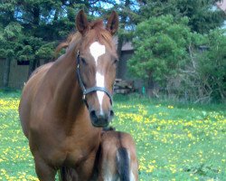 broodmare La Arielle (Mecklenburg, 1997)