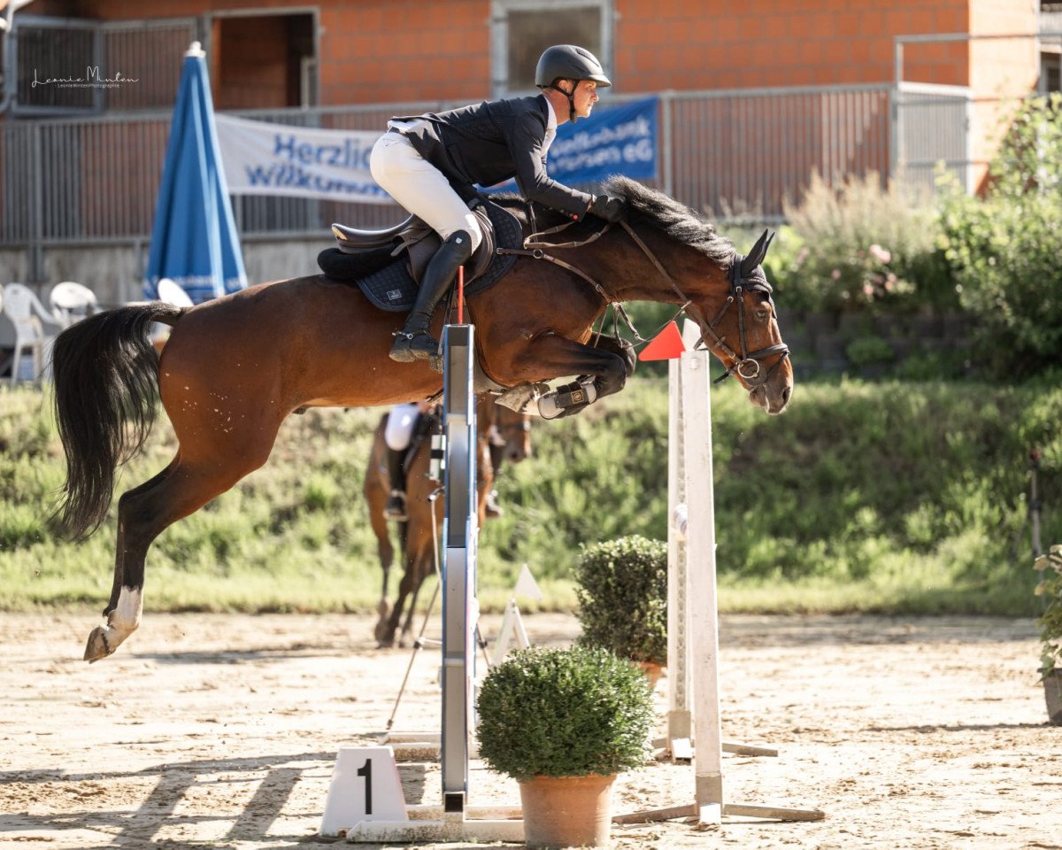 stallion Nirvana 76 (KWPN (Royal Dutch Sporthorse), 2018, from Jenssen VDL)