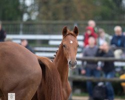 dressage horse Hengst von Tantalos x Lichtblick (Trakehner, 2022, from Tantalos)