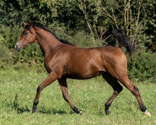 horse Eskil (Arabian thoroughbred, 2022, from Albedo ox)