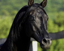 Deckhengst Albedo ox (Vollblutaraber,  , von Piaff ox)