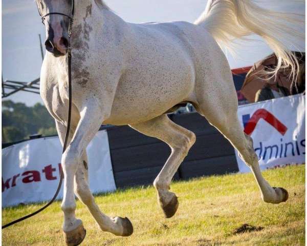 horse Girlan-Bey (Arabian thoroughbred,  )