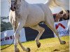 horse Girlan-Bey (Arabian thoroughbred,  )