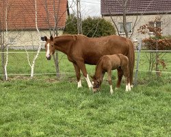 Springpferd Sonina (Trakehner, 2021, von Göteborg)