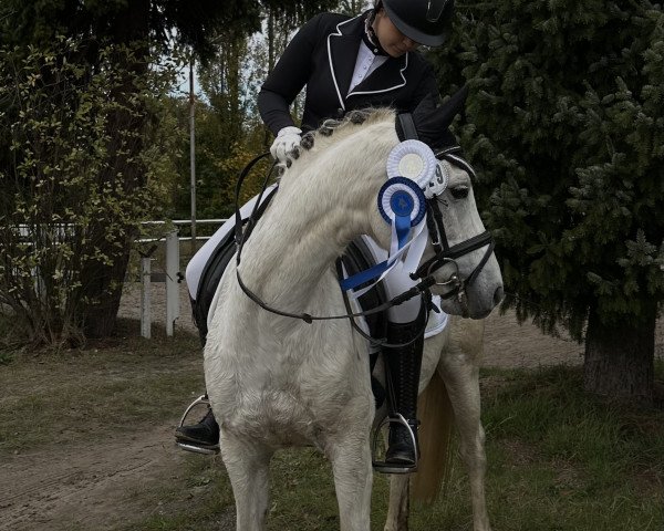 dressage horse Jumper 103 (Pony without race description, 2012)