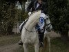 dressage horse Jumper 103 (Pony without race description, 2012)