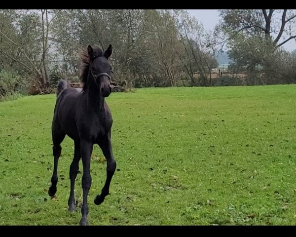 dressage horse Hengst von Galaxy (Oldenburg, 2023, from GALAXY)