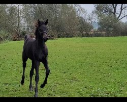 dressage horse Hengst von Galaxy (Oldenburg, 2023, from Galaxy)