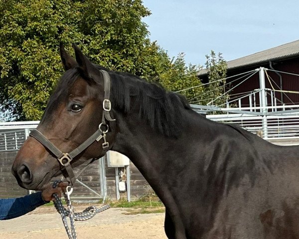 dressage horse Royal Lotta (German Warmblood, 2018, from Royal Doruto OLD)