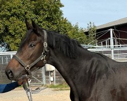 Dressurpferd Royal Lotta (Deutsches Reitpferd, 2018, von Royal Doruto OLD)