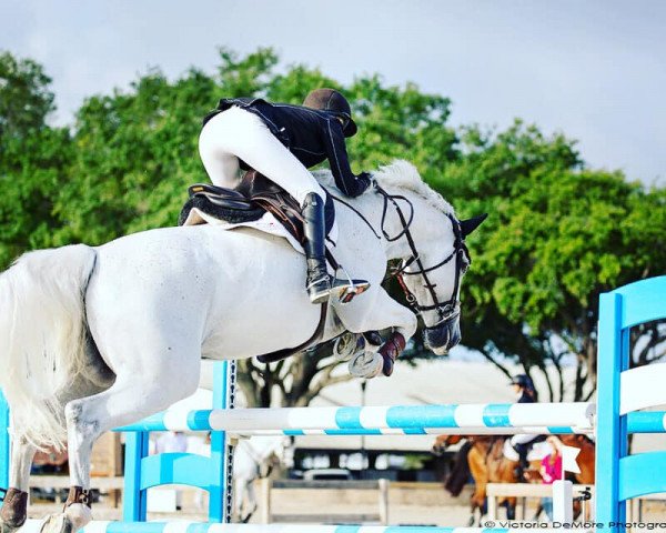 horse Cruising Altitude (Swedish Warmblood, 2006, from VDL Cardento 933)