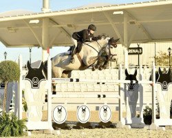 Springpferd Cailan WEF (Holsteiner, 2013, von Contefino)