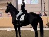 dressage horse Glamour Boy Vh Ertsenhof (Zangersheide riding horse, 2017, from Glamourdale)