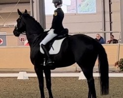 dressage horse Glamour Boy Vh Ertsenhof (Zangersheide riding horse, 2017, from Glamourdale)