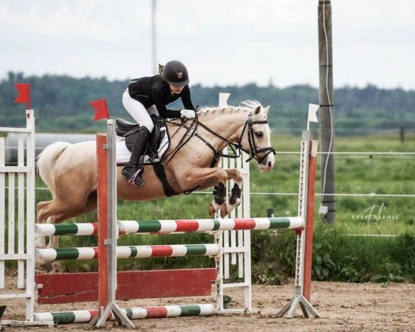 jumper de Polhorst Jopie (Dutch Pony, 2016, from Wildzang's Golden Mark)