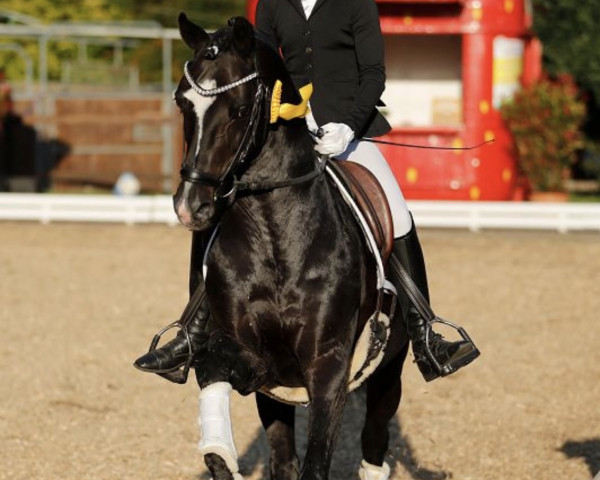 Deckhengst AMD Superb (Deutsches Reitpony, 2008, von Top Balino)