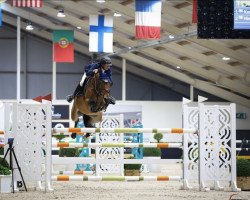 jumper Fortunate Son (Swedish Warmblood, 2016, from Comfortuna VDL)