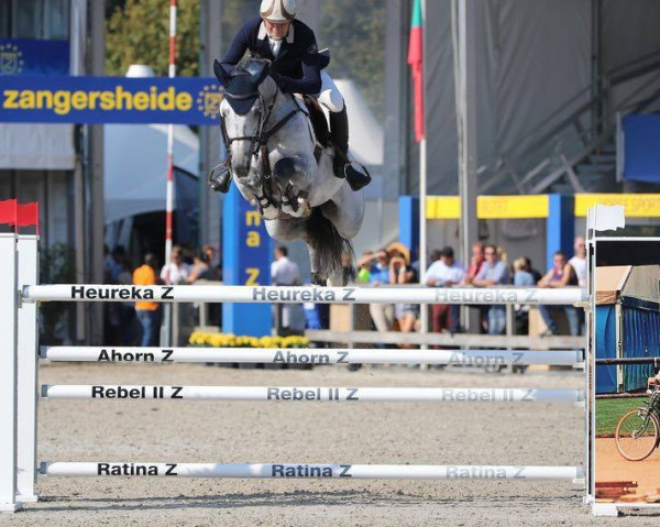 stallion Comfortuna VDL (KWPN (Royal Dutch Sporthorse), 2009, from Caspar (Berlin))