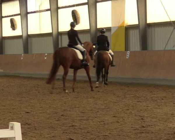 Reitturnier Frechen-Grefrath - Sonnenhof 2023