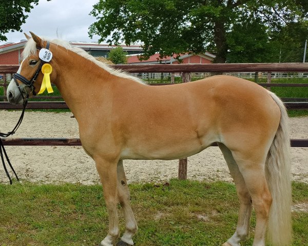 horse Hanka SG (Haflinger, 2020, from Anni Duemila)
