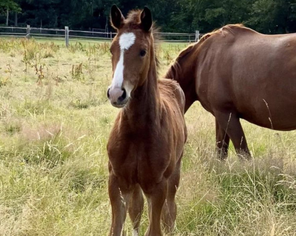 Springpferd Balou Spumante (Oldenburger Springpferd, 2023, von Cornet’s Balou)