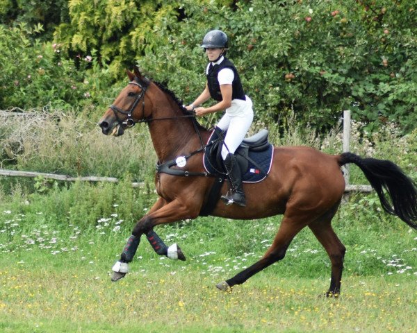 Pferd Parajumper HH Z (Zangersheide Reitpferd, 2011, von Paquito Z)