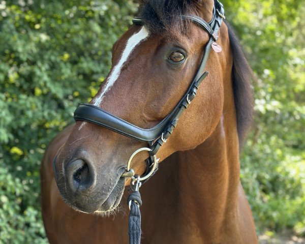 dressage horse Columbus (Austrian Warmblood, 2011, from Certus)