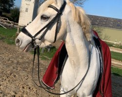 Pferd Coolpark Fred (Connemara-Pony, 2010, von Frederiksminde Hazy Match)