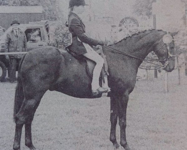 horse Small Land Musket (Welsh Partbred, 1980, from Small-Land Mambrino)