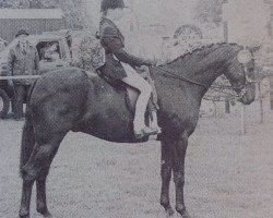 Pferd Small Land Musket (Welsh Partbred, 1980, von Small-Land Mambrino)