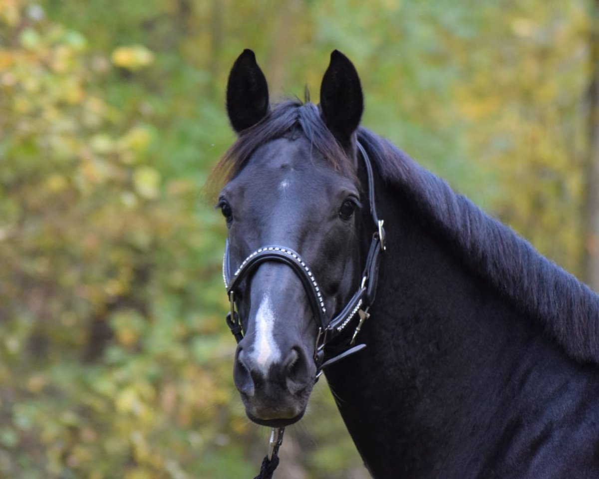Springpferd Ferdinand 324 (KWPN (Niederländisches Warmblut), 2012)